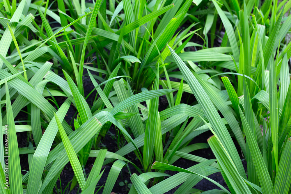 Eleutherine palmifolia (L.) Merr. herb plant Eleutherine palmifolia (L.) Merr. herb plant