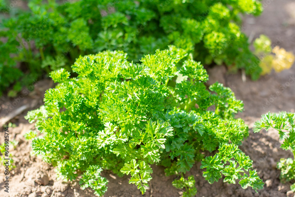 Bushes of fresh juicy parsley growing in the garden.. Curly parsley. Bushes of fresh juicy parsley growing in the garden.. Curly parsley.