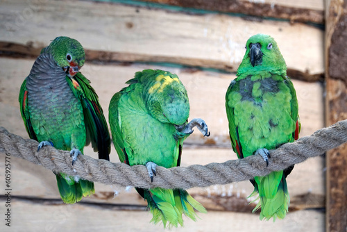 Three green Amazon Parrot perching on a rope