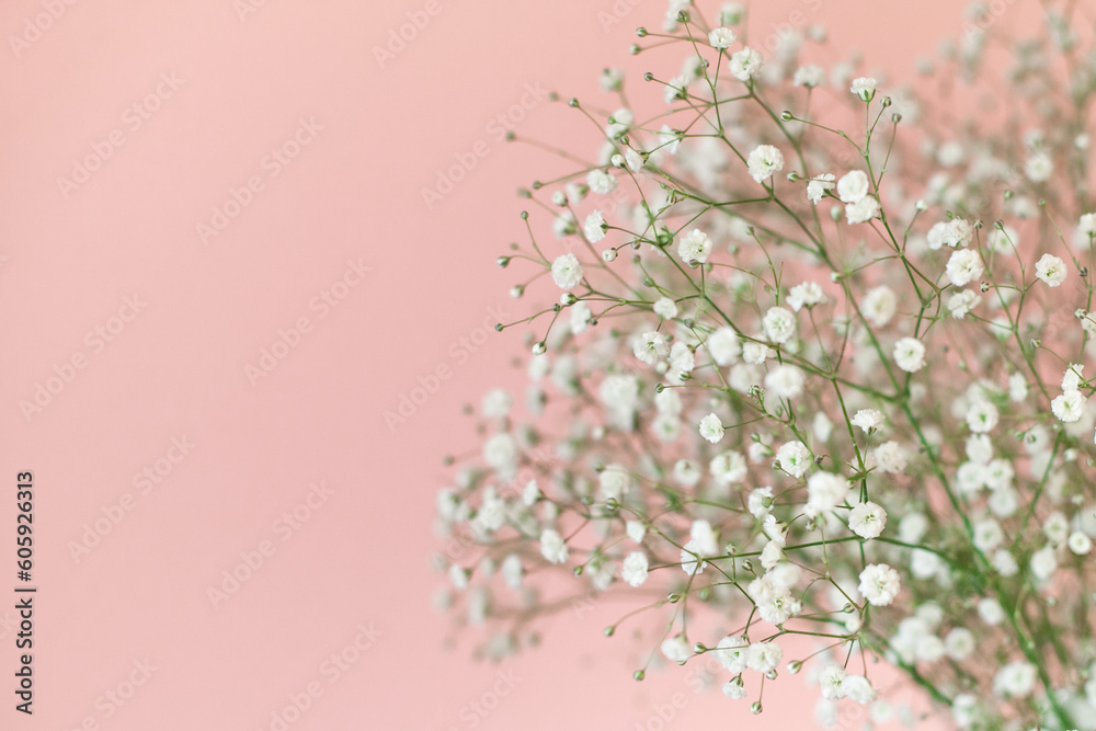 Close up of gypsophila on a pastel pink background. Beautiful white flowers, spring floral background.  Copy space. Selective soft focus.