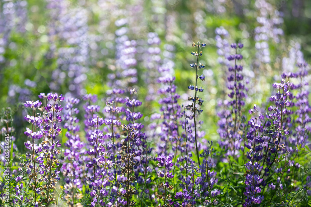 Field of Wild Indigo (Baptisia) in Bloom in the Bay Area, California Field of Wild Indigo (Baptisia) in Bloom in the Bay Area, California