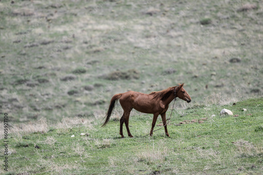horses graze on green meadows in the mountains of Armenia horses graze on green meadows in the mountains of Armenia