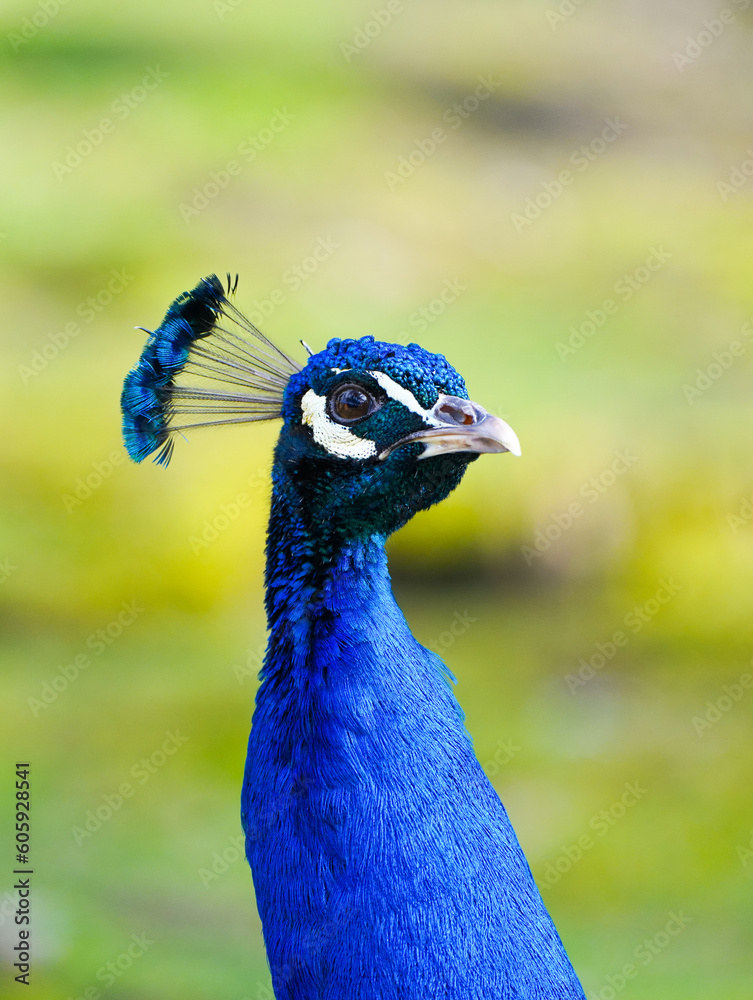 Portrait of a peacock with bright blue plumage against a green background. Bird close-up.
Portrait of a peacock with bright blue plumage against a green background. Bird close-up.