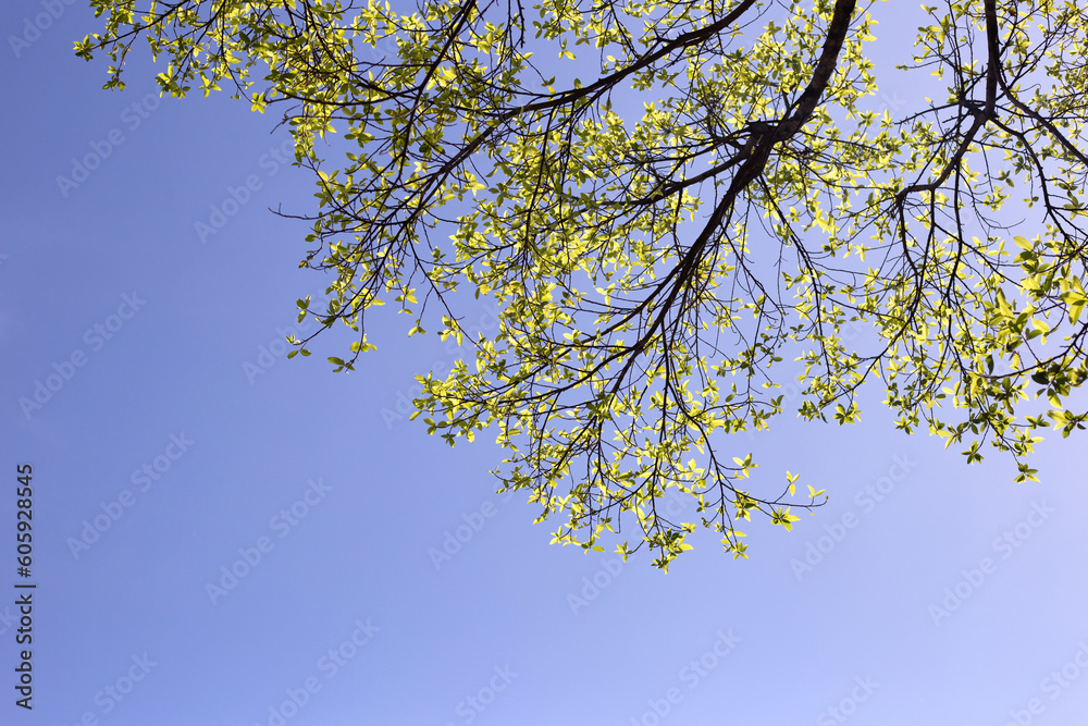 Tree branches with blue sky Tree branches with blue sky