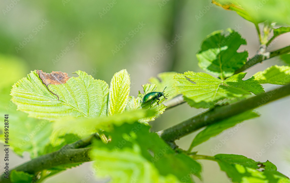 Fototapeta premium Green Rose Chafer, Cetonia Aurata, feeding on leaf