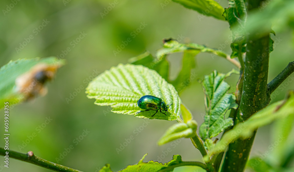 Green Rose Chafer, Cetonia Aurata, feeding on leaf Green Rose Chafer, Cetonia Aurata, feeding on leaf