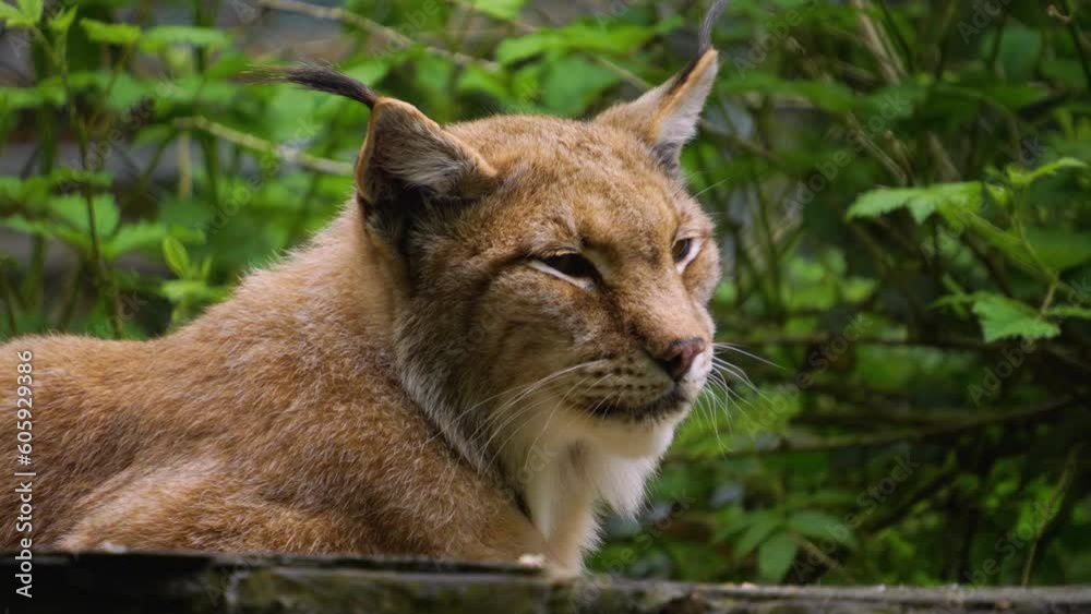 Close up of lynx cat resting in the woods Close up of lynx cat resting in the woods