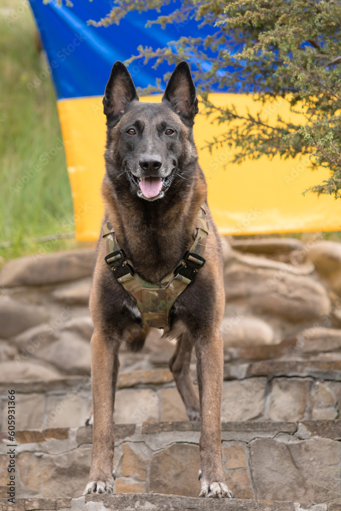 Dog armor. Dog in a bulletproof vest. Belgian Shepherd Malinois dog  in front of a Ukrainian flag.