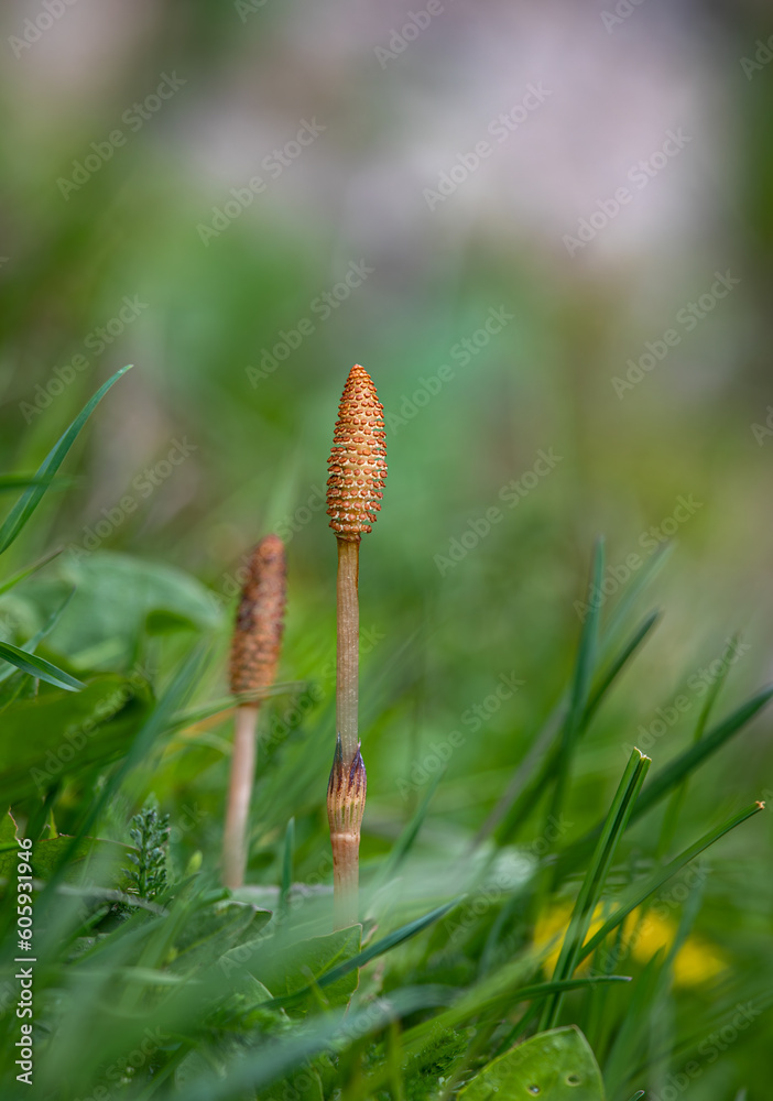 Equisetum arvense, the field horsetail or common horsetail Equisetum arvense, the field horsetail or common horsetail