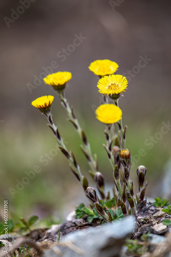 Yellow coltsfoot - tussilago farfara - flowers in spring