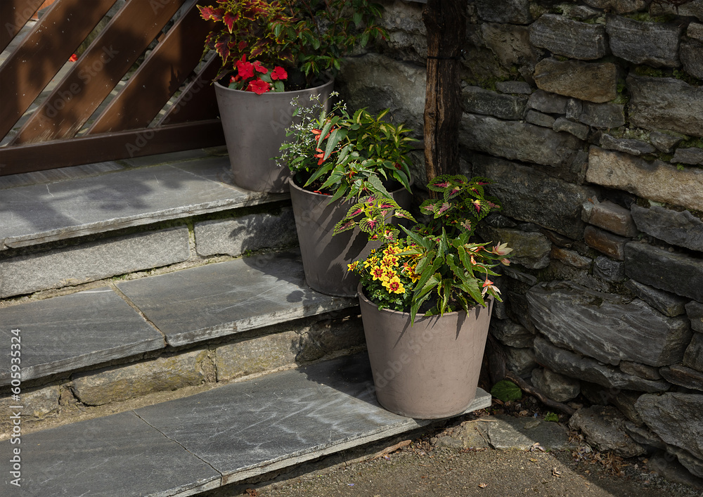three gray flower pots with bright flowers on the steps of the house.