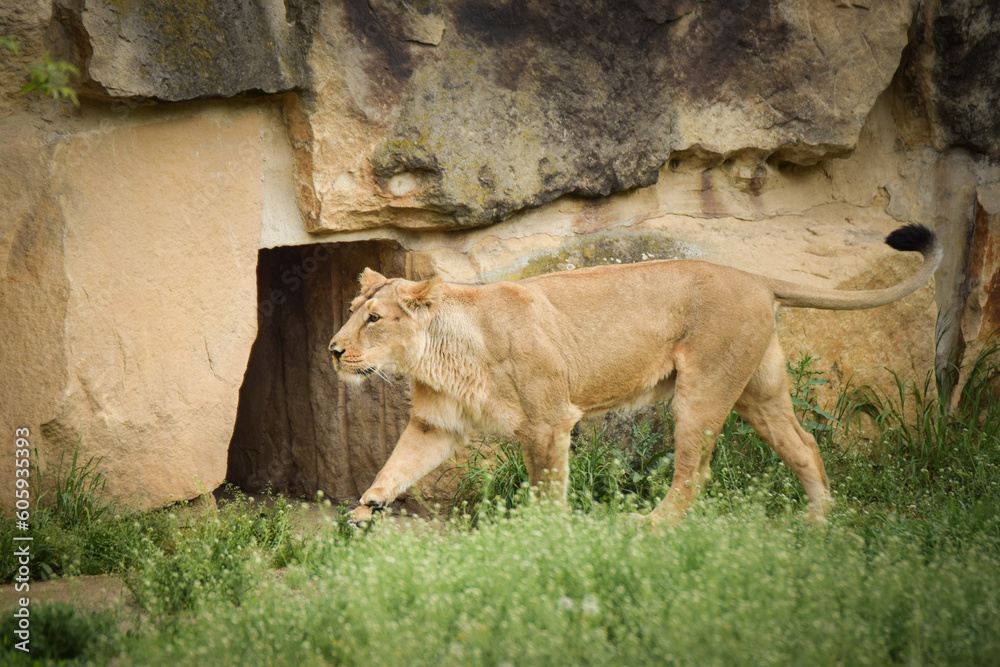 Lion in zoo habitat in the Czech republic. Portrait of beautiful lion in zoo habitat. Lion in zoo habitat in the Czech republic. Portrait of beautiful lion in zoo habitat.