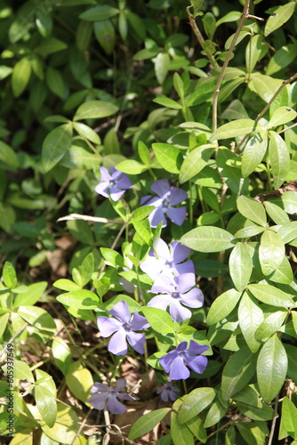 Photo evergreen climbing perennial plant