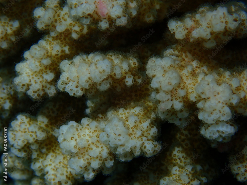 Stony coral rasp coral, or cauliflower coral, knob-horned coral (Pocillopora verrucosa) close-up undersea, Red Sea, Egypt, Sharm El Sheikh, Nabq Bay