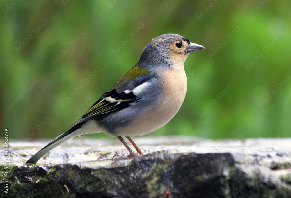 Close up of Madeiran chaffinch - Fringilla coelebs maderensis - sitting on the ground with colourful background on Madeira island Close up of Madeiran chaffinch - Fringilla coelebs maderensis - sitting on the ground with colourful background on Madeira island
