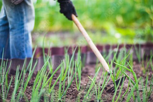 Weeding beds with agricultura plants growing in the garden. Weed control in the garden. Cultivated land close-up. Agricultural work on the plantation