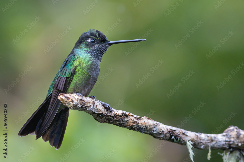 Obraz premium Magnificent hummingbird (Eugenes fulgens), resting on a branch in Costa Rica.