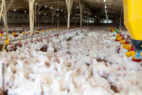 Harvesting chicken for meat in modern farm