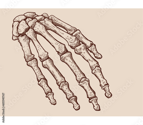 Hand drawn pen and ink vintage skeleton hand illustration.