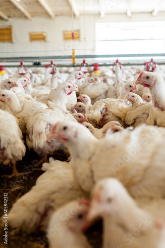 Poultry farm with chicken. Husbandry, housing business for the purpose of farming meat, White chicken Farming feed in indoor housing. Live chicken for meat and egg production inside a storage.