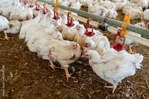 Chicken modern farm. Chicken growing for meat