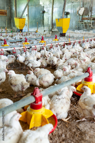 Chicken modern farm. Chicken growing for meat