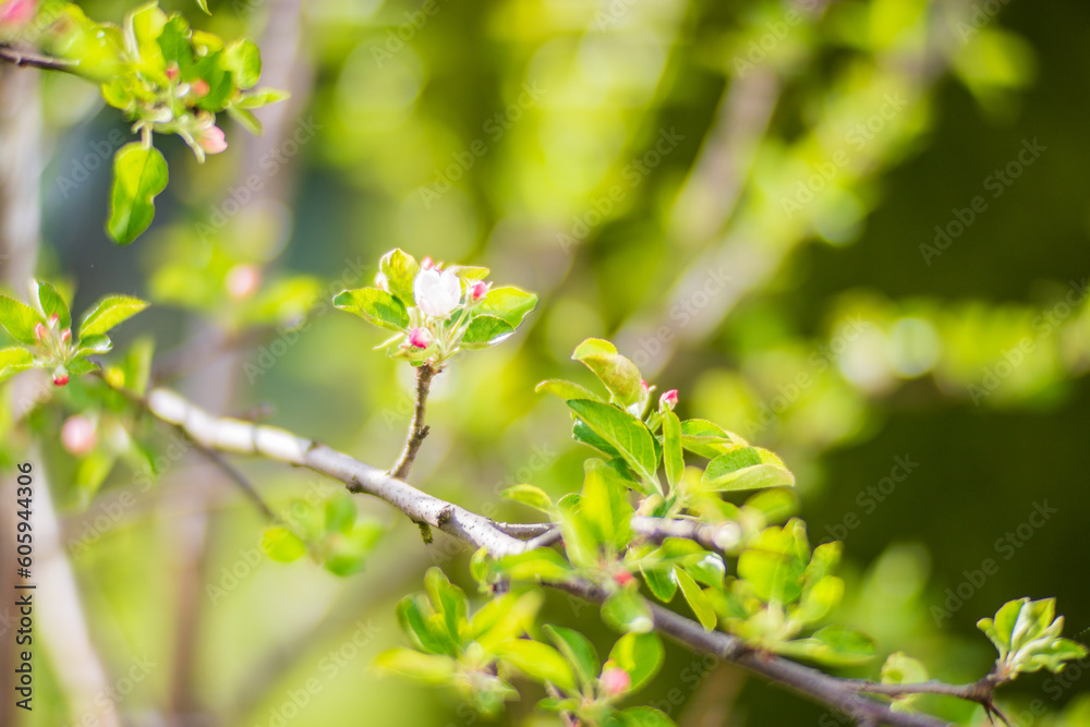 Blooming tree branches with white flowers. Beautiful landscape with selective focus and blurred background for nature-themed design and projects Blooming tree branches with white flowers. Beautiful landscape with selective focus and blurred background for nature-themed design and projects