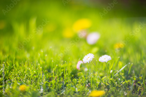 Wildflowers close-up in sunny day in summer meadow. Beautiful natural rural landscape with blurry background for nature-themed design and projects