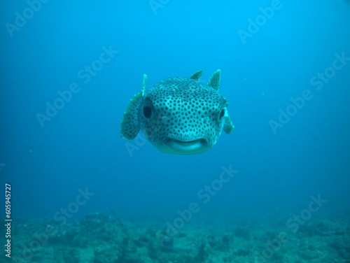 A porcupine fish looking at the camera, photographed from the front with a blue sea as background.