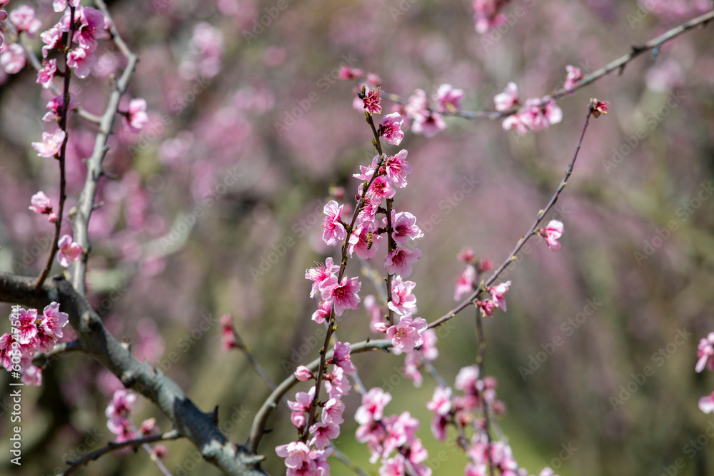 Izmir - Turkey ; Blooming peach trees in Selcuk region Izmir - Turkey ; Blooming peach trees in Selcuk region