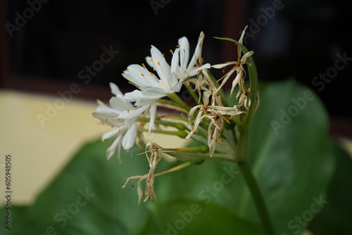 Beautiful of pancratium illyricum in garden photo