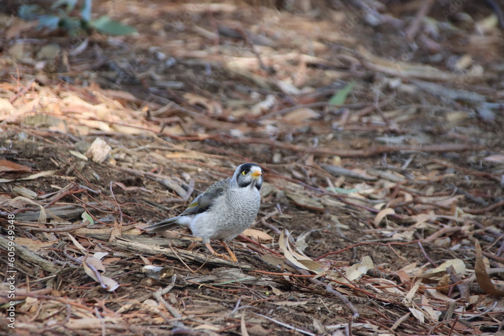 Obraz premium Noisy Miner (Manorina melanocephala), Casey Fields, Cranbourne, Melbourne, Victoria, Australia.