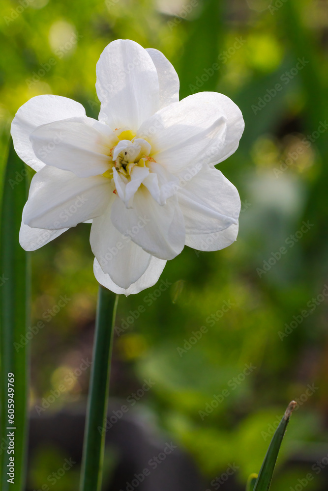 Beautiful flower of white daffodil growing in the garden. Beautiful flower of white daffodil growing in the garden.