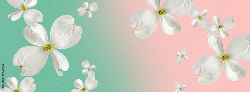 Beautiful soaring white dogwood flowers on a pink turquoise gradient background. Blur and selective focus. Template for advertising and sale of cosmetic products