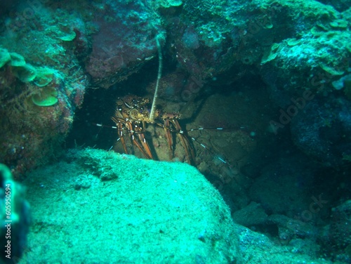 A lobster coming out of an underwater cave.