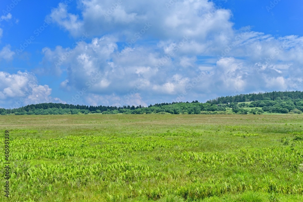 青空バックに見る夏の八島ヶ原湿原の情景