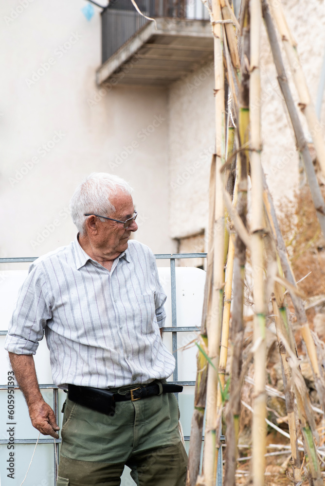 Eighty-year-old man looking at the garden and the tomato plants, checking the growing process and observing the tasks to be carried out for their maintenance. Eighty-year-old man looking at the garden and the tomato plants, checking the growing process and observing the tasks to be carried out for their maintenance.