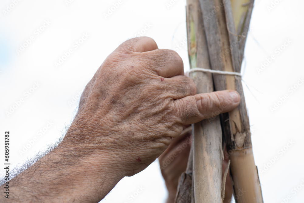 Obraz premium detail of a man's hands tying reeds with cotton thread to guide the tomato plants in a small vegetable garden, rustic hands of the work in the fields.