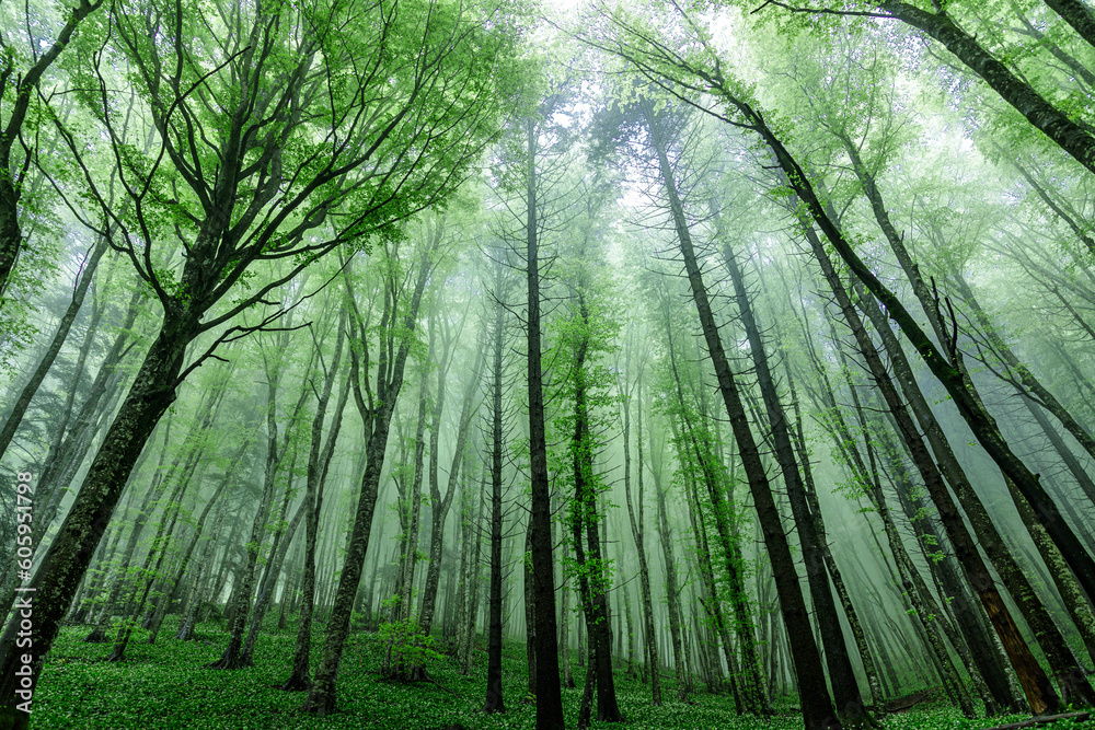Spring green forest in the fog Spring green forest in the fog