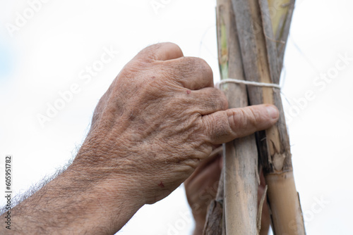 detail of a man's hands tying reeds with cotton thread to guide the tomato plants in a small vegetable garden, rustic hands of the work in the fields.