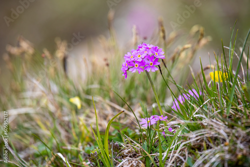 Primula farinosa or the bird's-eye primrose pink flowers in the swiss alps photo