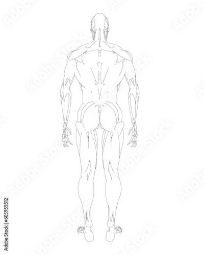 Human body anatomy male man contour , muscular system of muscles . Flat medical scheme poster of training healthcare gym outline, vector illustration. Male body muscular system sketch drawing..