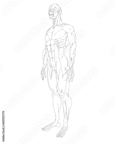 Human body anatomy male man contour   muscular system of muscles . Flat medical scheme poster of training healthcare gym outline  vector illustration. Male body muscular system sketch drawing..