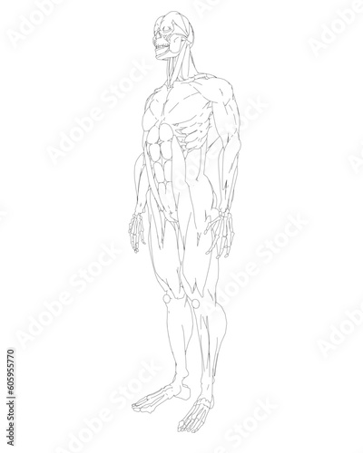Human body anatomy male man contour , muscular system of muscles . Flat medical scheme poster of training healthcare gym outline, vector illustration. Male body muscular system sketch drawing..