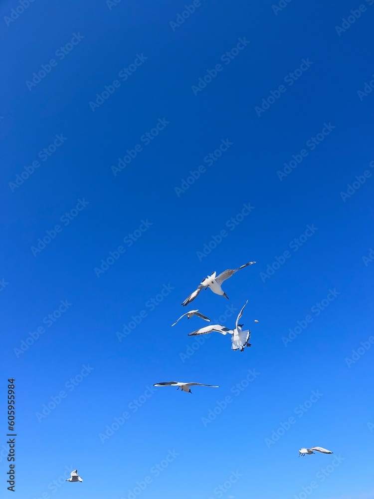 Free seagulls flying in the blue sky