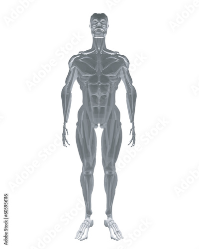 Human anatomy. Male body muscular system model. Anatomy of male muscular system - posterior and anterior view - full body. Polygonal body of man. 3D. Vector illustration. © German Ovchinnikov