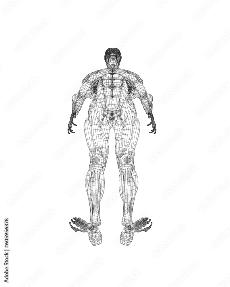 Human body anatomy male man wireframe , muscular system of muscles . Flat medical scheme poster of training healthcare gym wireframe, vector illustration. Male body muscular system sketch drawing. 3D.