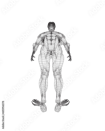 Human body anatomy male man wireframe , muscular system of muscles . Flat medical scheme poster of training healthcare gym wireframe, vector illustration. Male body muscular system sketch drawing. 3D.