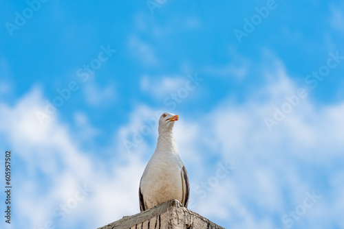 Lonely seagull perched on a stone