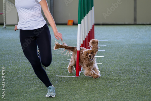 English Cocker Spaniel tackles slalom hurdle in dog agility competition. Stimulated by the owner. 